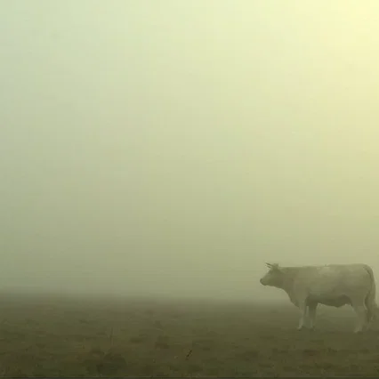 Miniature photo du film : Bovines