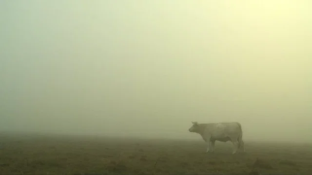 Photo 2 du film : Bovines