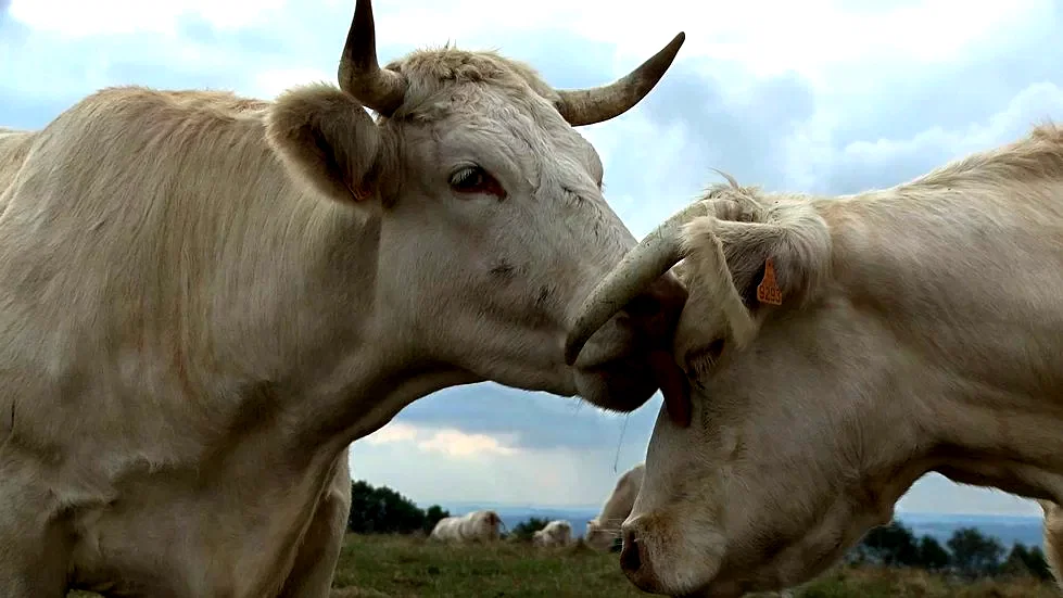 Photo 3 du film : Bovines