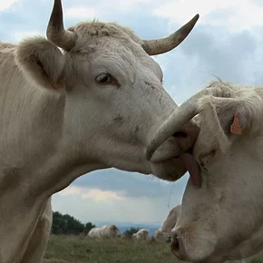 Photo du film : Bovines