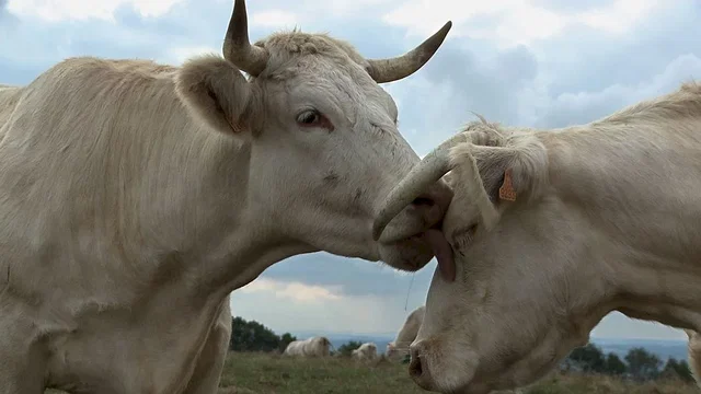 Photo 3 du film : Bovines