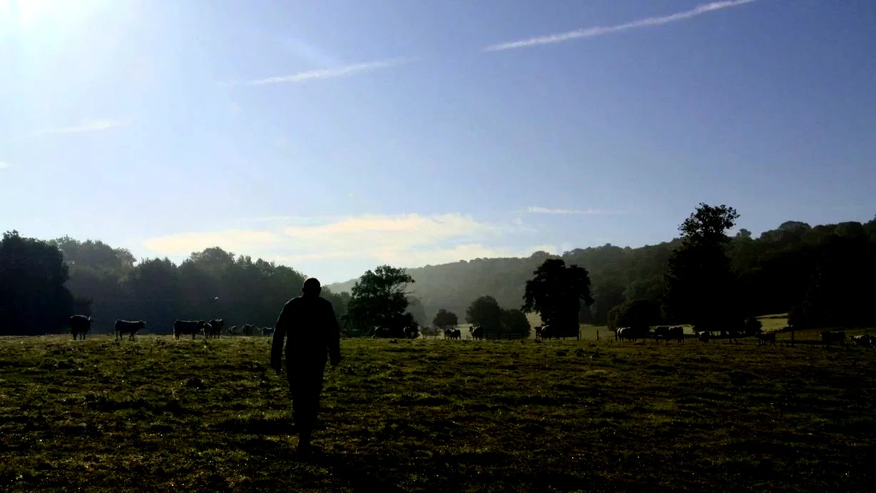 Photo 4 du film : Bovines