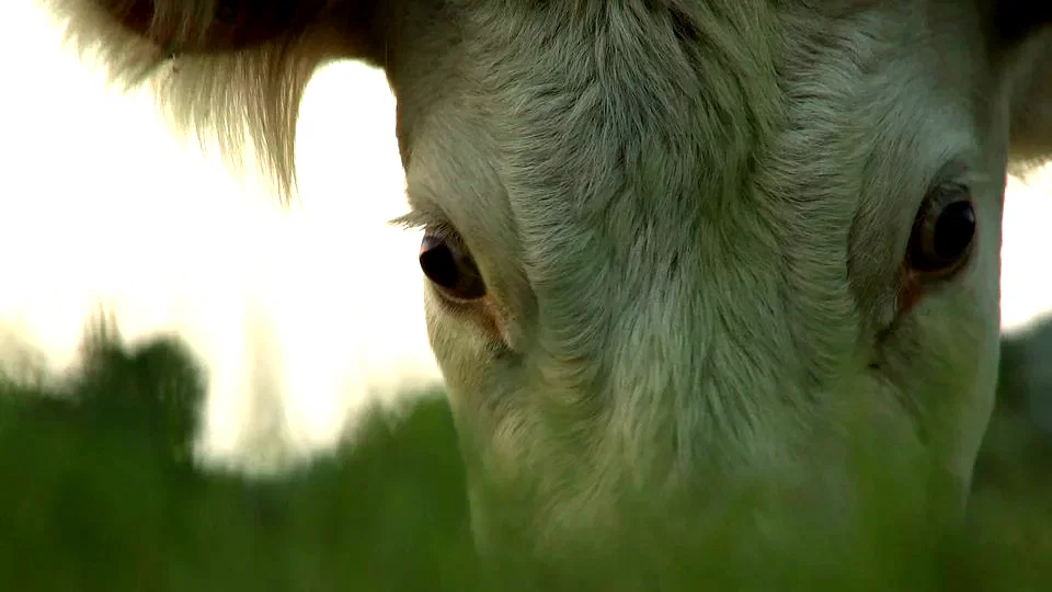 Photo 9 du film : Bovines