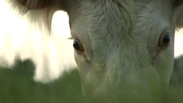 Photo 9 du film : Bovines