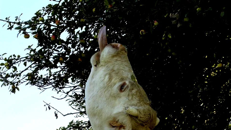 Photo 5 du film : Bovines