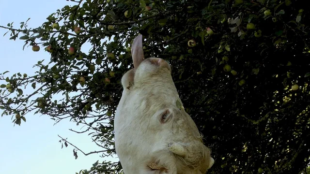 Photo 5 du film : Bovines
