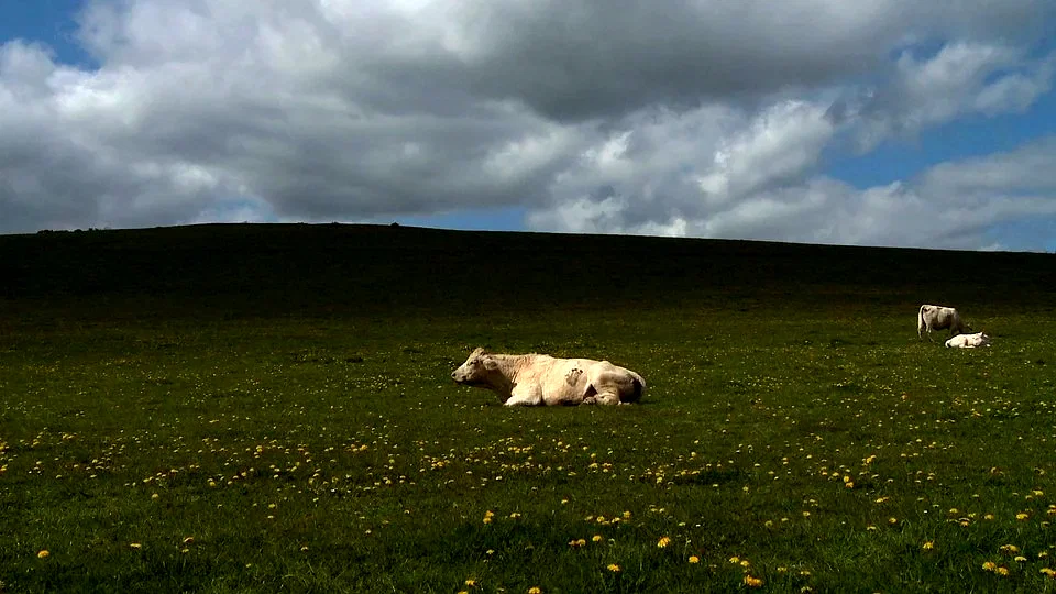 Photo 6 du film : Bovines