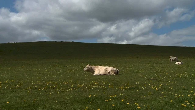 Photo 6 du film : Bovines