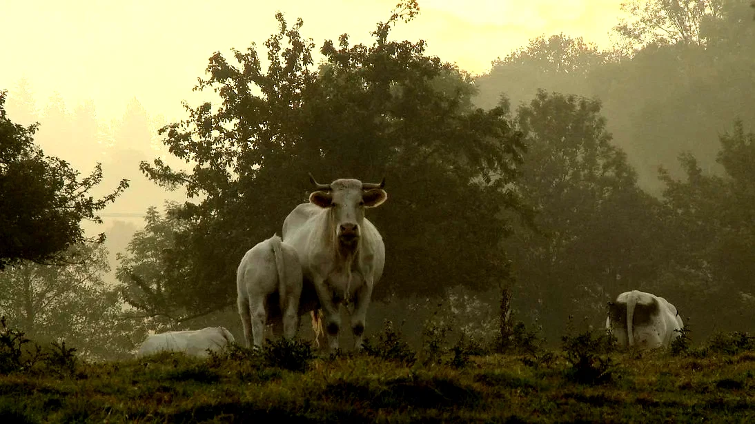 Photo 7 du film : Bovines