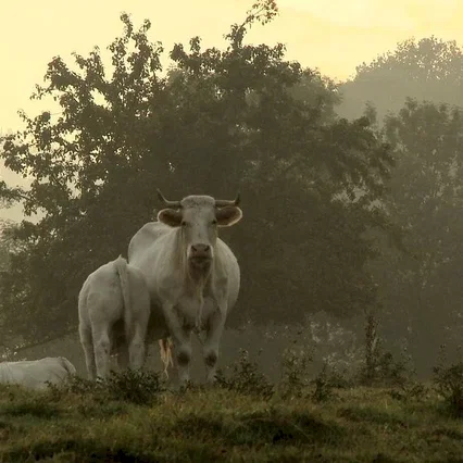 Miniature photo du film : Bovines
