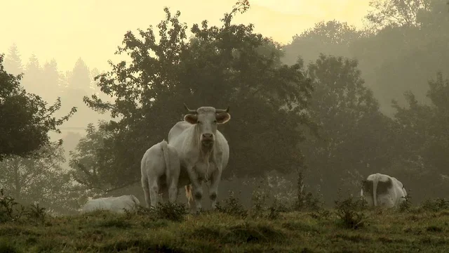 Photo 7 du film : Bovines