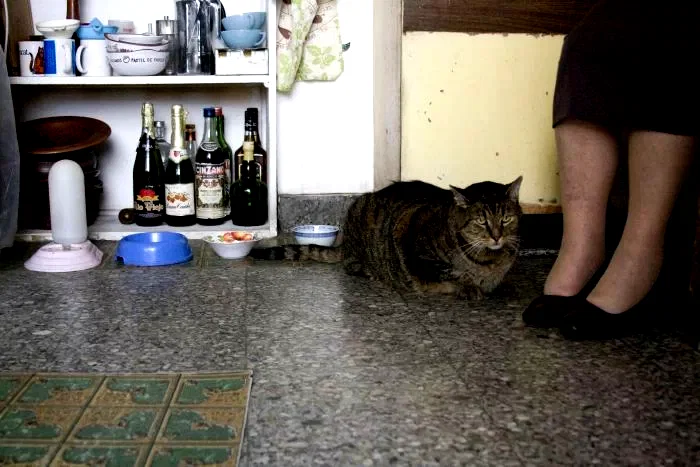 Photo 7 du film : Les Vieux Chats