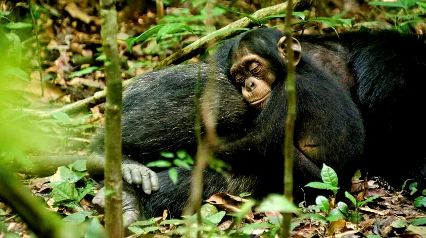 Photo 2 du film : Chimpanzés