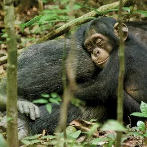 Photo du film : Chimpanzés