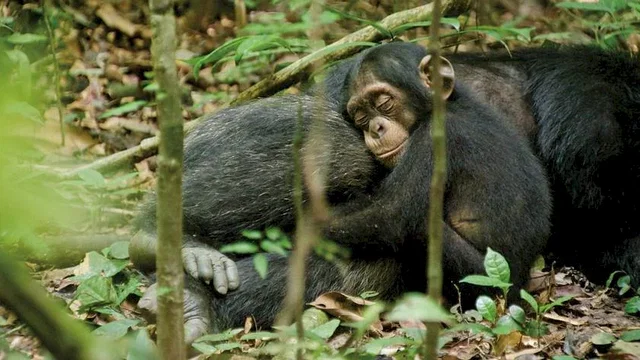 Photo du film : Chimpanzés