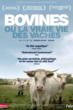 Affiche du film = Bovines