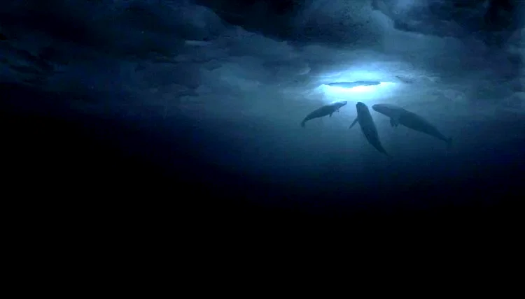 Photo 17 du film : Miracle en Alaska