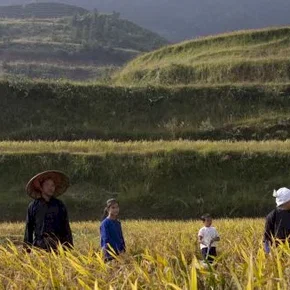 Photo du film : La Rizière