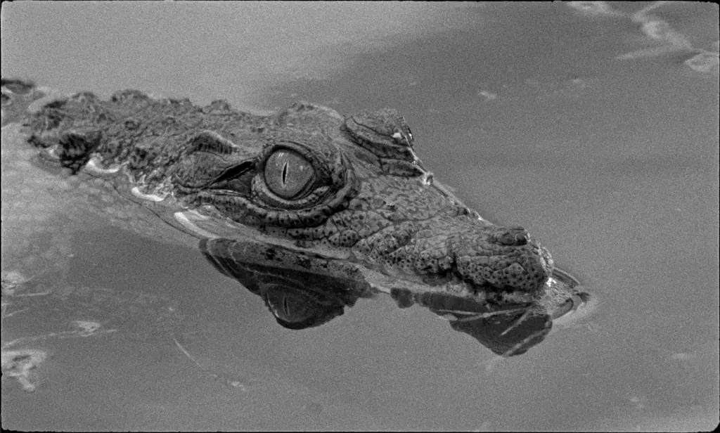 Photo 4 du film : Tabou