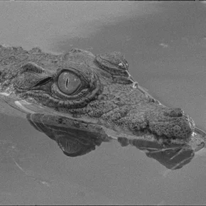 Photo du film : Tabou