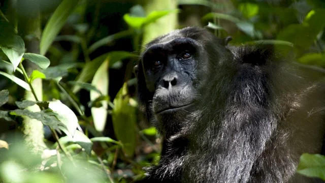 Photo du film : Chimpanzés