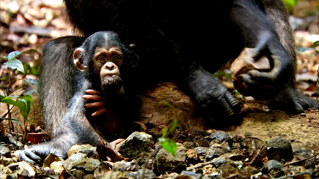 Photo 5 du film : Chimpanzés