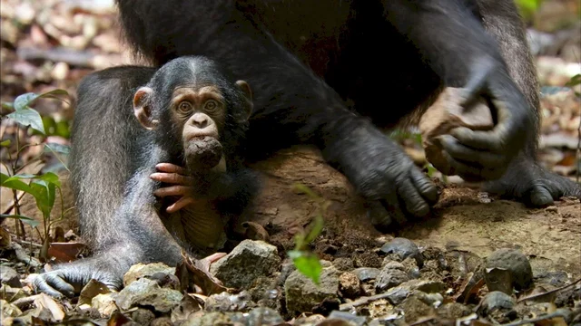 Photo du film : Chimpanzés