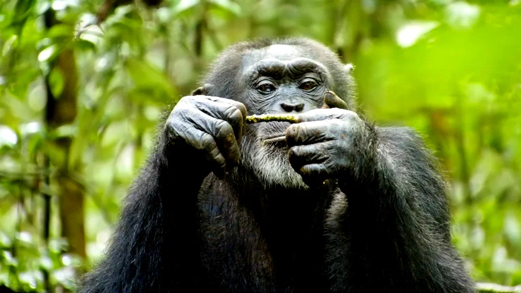 Photo 6 du film : Chimpanzés