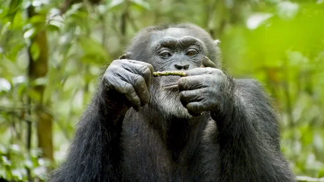 Photo du film : Chimpanzés