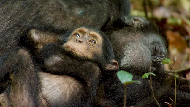 Photo du film : Chimpanzés