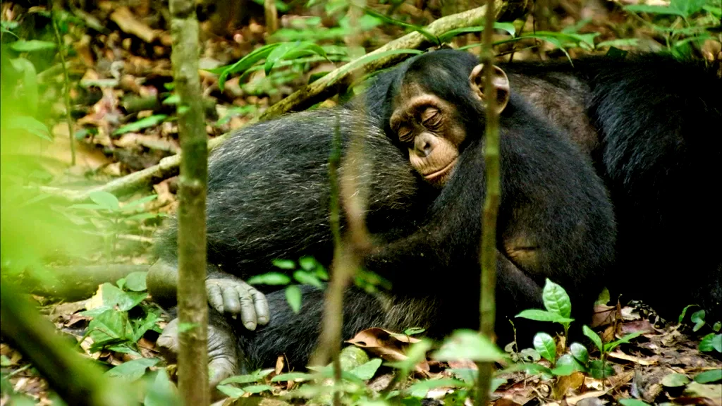 Photo 8 du film : Chimpanzés