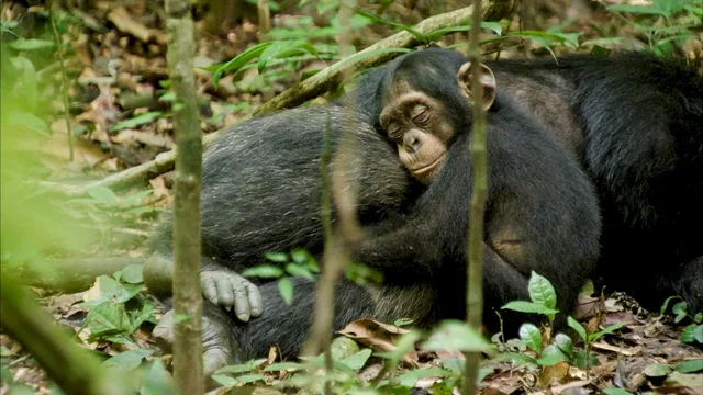 Photo du film : Chimpanzés