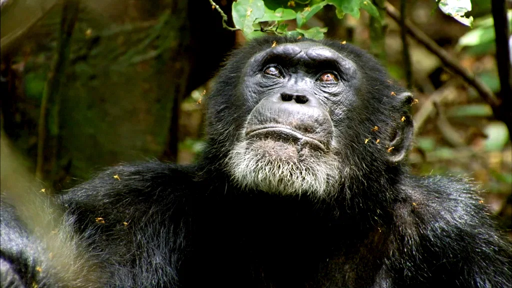 Photo 9 du film : Chimpanzés
