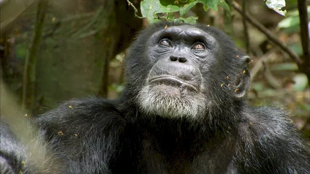 Photo du film : Chimpanzés