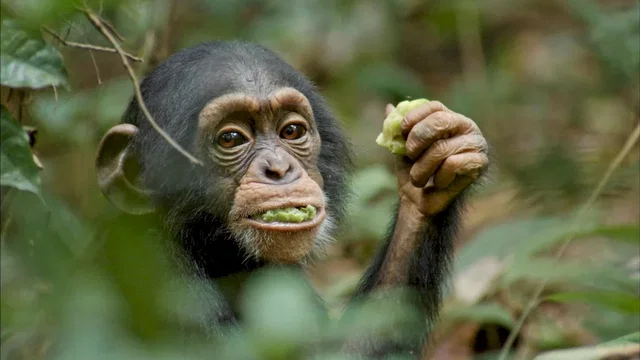 Photo du film : Chimpanzés