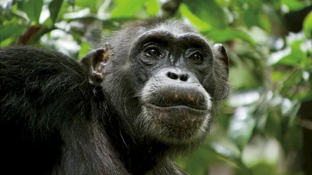 Photo du film : Chimpanzés