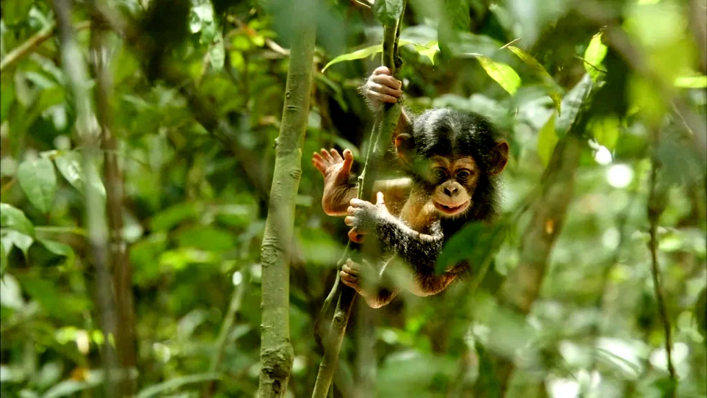 Photo 12 du film : Chimpanzés