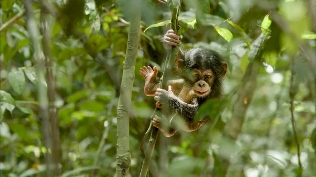 Photo du film : Chimpanzés
