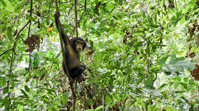 Photo du film : Chimpanzés