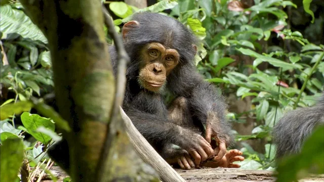Photo du film : Chimpanzés