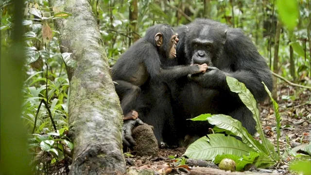 Photo du film : Chimpanzés