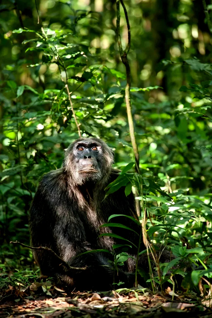 Photo 16 du film : Chimpanzés