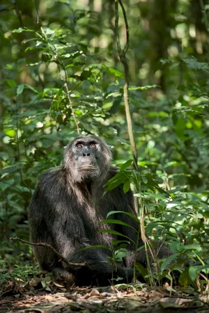 Photo du film : Chimpanzés