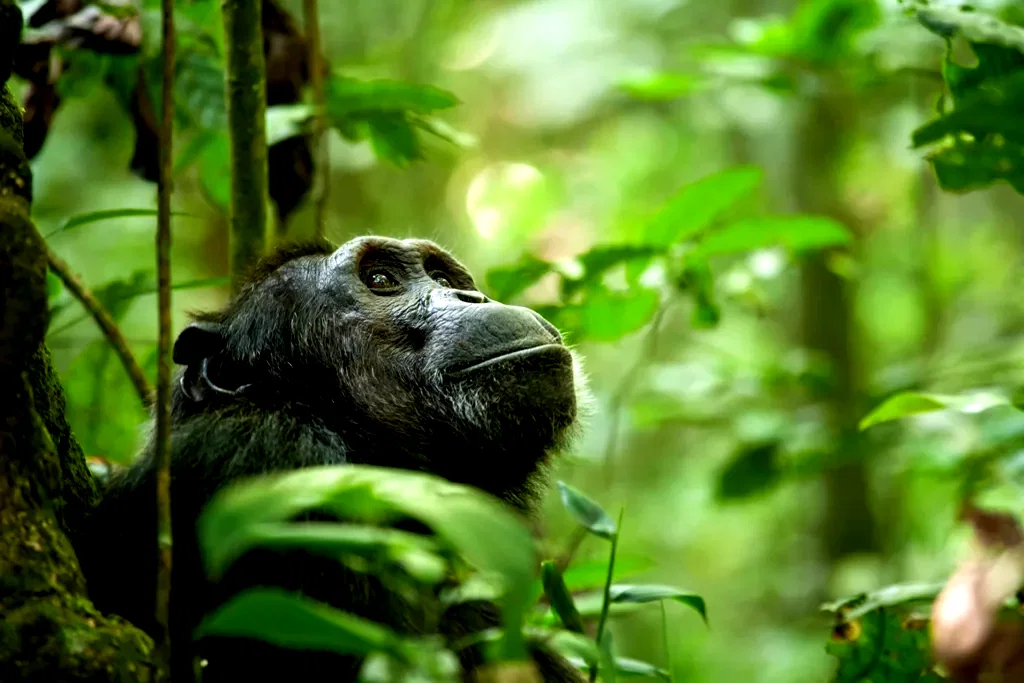Photo 18 du film : Chimpanzés