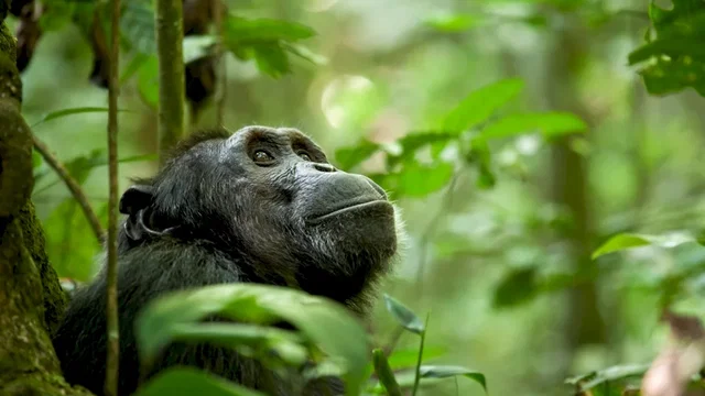 Photo du film : Chimpanzés