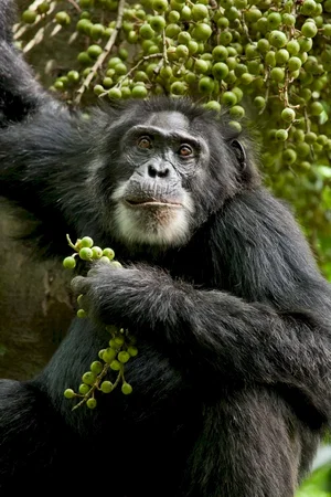 Photo du film : Chimpanzés
