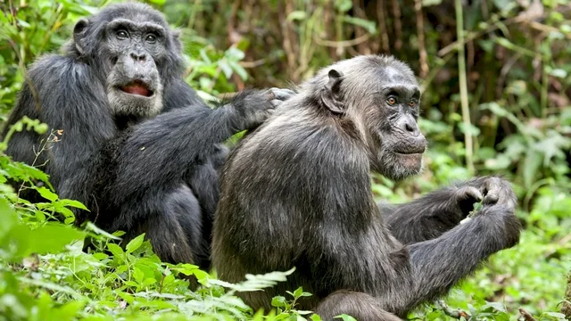 Photo du film : Chimpanzés