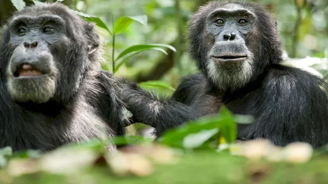 Photo du film : Chimpanzés