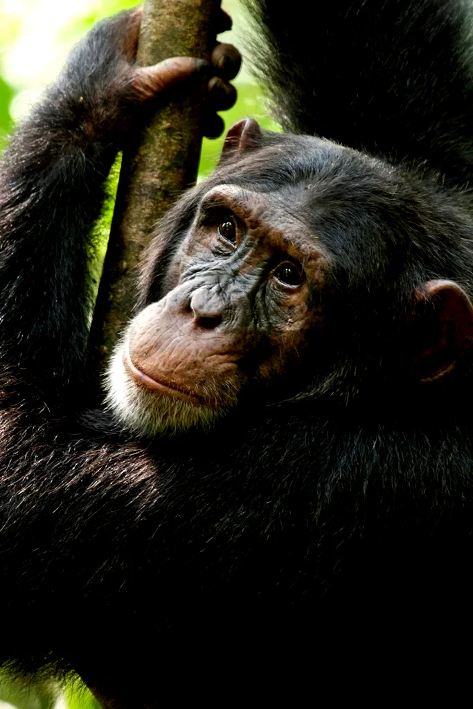 Photo 23 du film : Chimpanzés