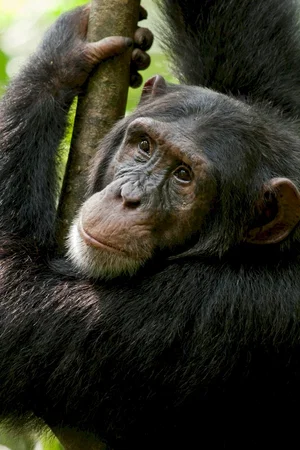 Photo du film : Chimpanzés